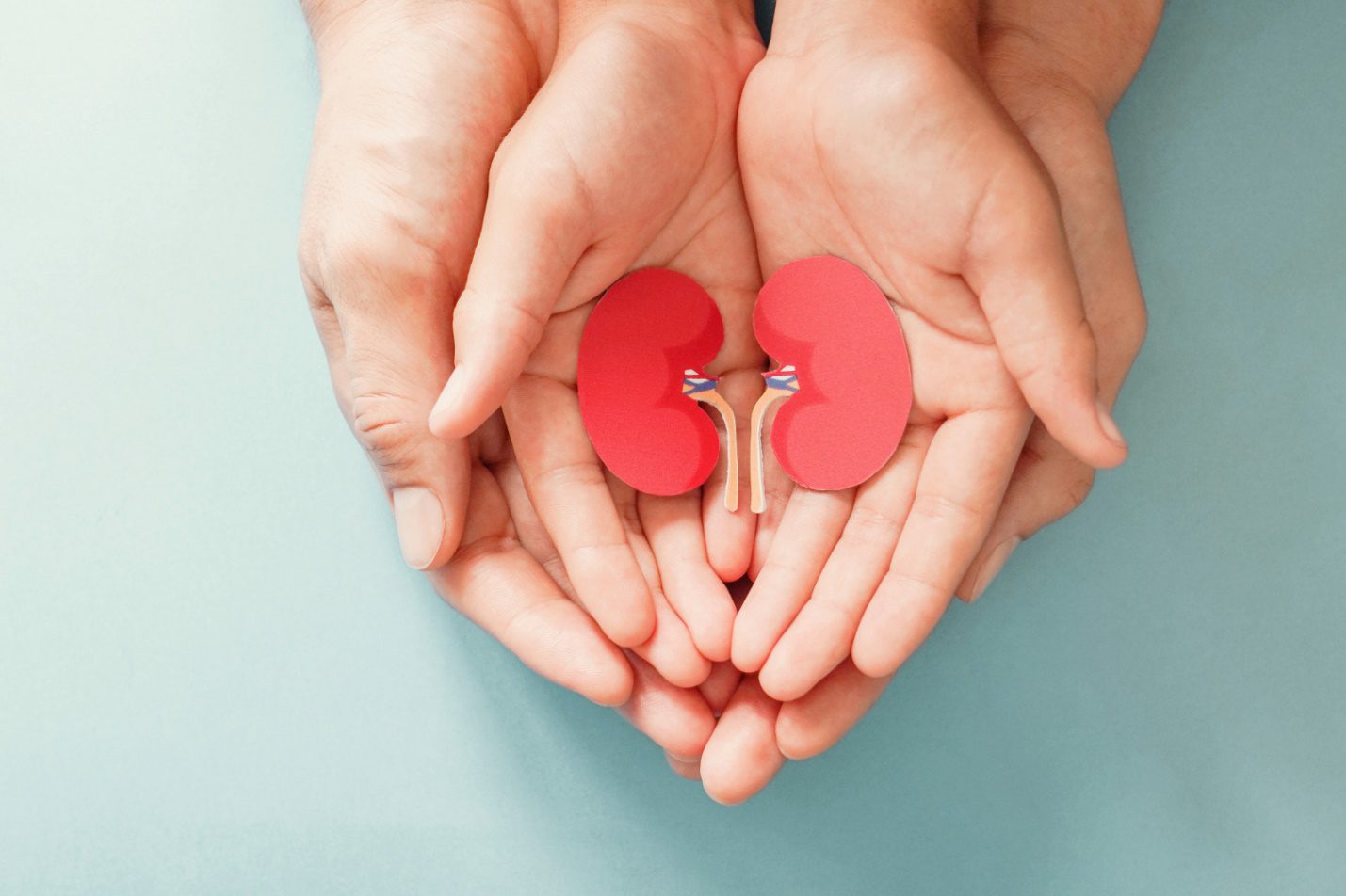 C:\Users\Dell\Downloads\adult-child-holding-kidney-shaped-paper-world-kidney-day-national-organ-donor-day-charity-donation-concept.jpg