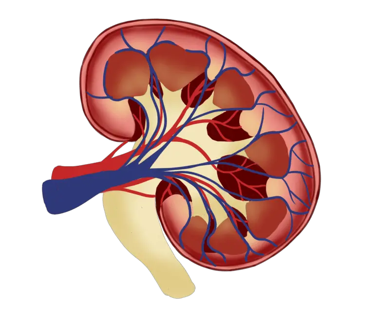 Is Keto Bad for Kidneys? – Busting 2 Absurd Myths