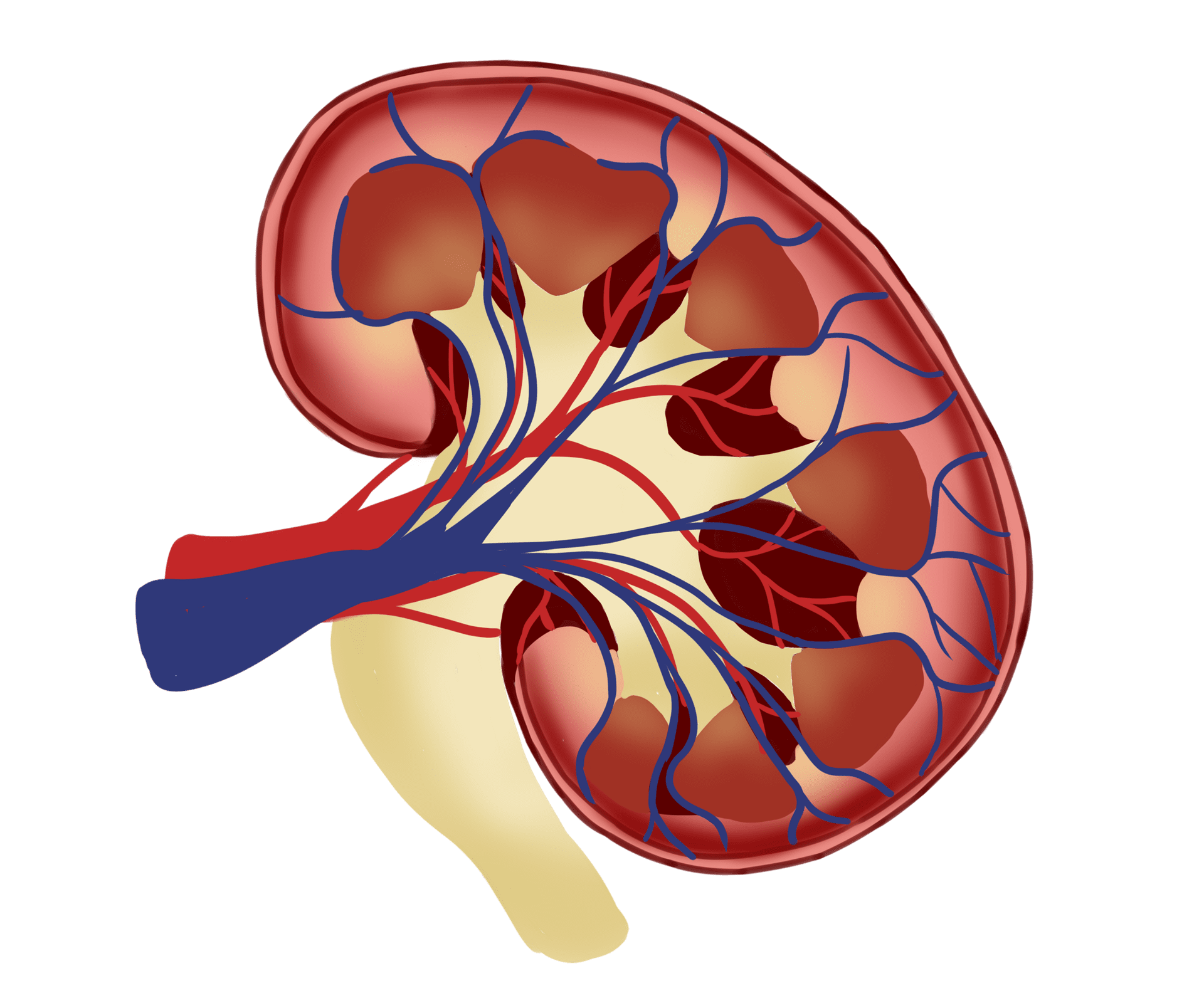 Is Keto Bad for Kidneys