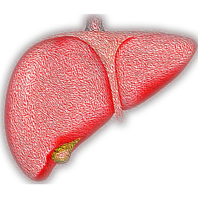 liver, hepatic, organ
