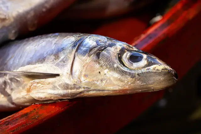 anchovies, fish market, fish