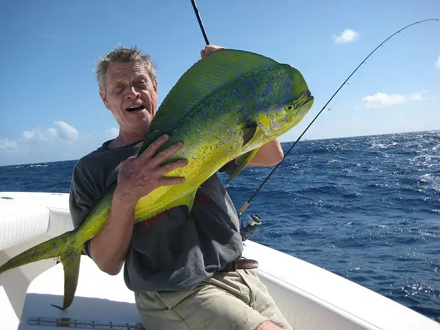 dolphin, fish, mahimahi