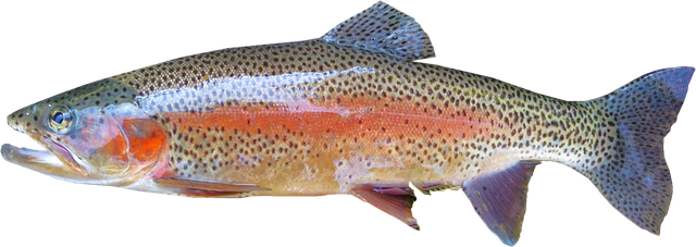 isolated, rainbow trout, freshwater