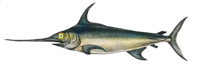 swordfish, fish, animal