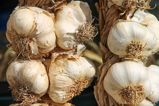 garlic, ingredient, flavor