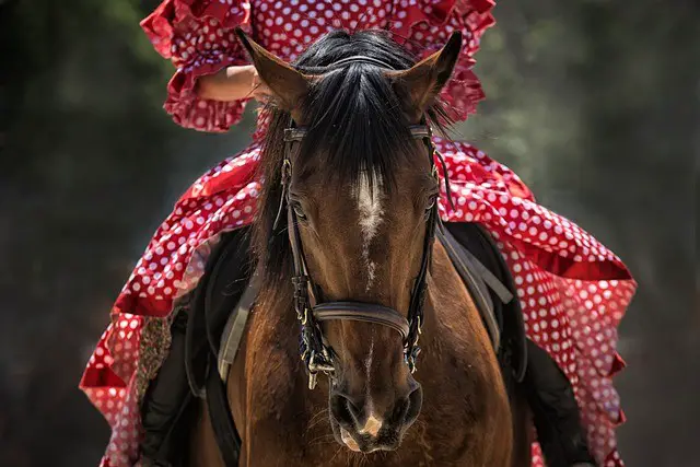 horse, horse head, horseback riding