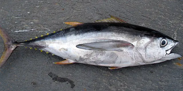 thunnus, tuna, fish