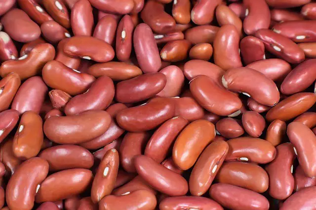 Is Beans Carbs? Which Beans Can You Eat on A Low-Carb Diet?