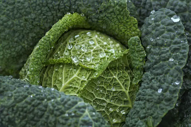 savoy cabbage, cabbage, leafy greens