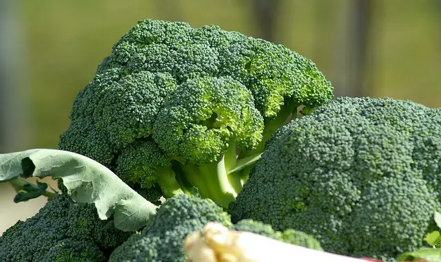 steamed broccoli carbs