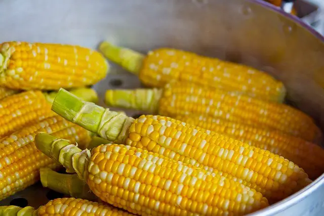 Corn on the Cob Nutrition: Net Carbs in Corn on the Cob