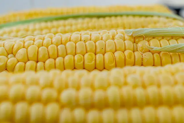 net carbs in corn on the cob