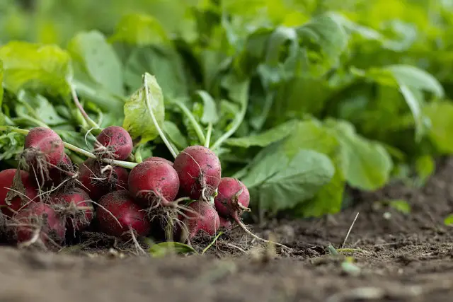 are red radishes keto friendly 