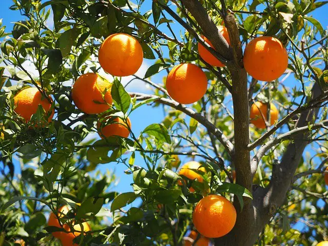 net carbs in one orange 